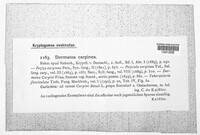 Pezicula carpinea image